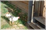 Rooster/Hahn