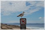 Möwe auf Schild