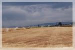 Weizenfeld