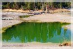 Grüner Pool