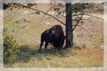 Bison