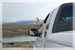 Visitor(dog)