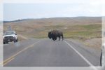 Bison