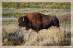 Bison