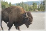 Bison