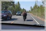 Bison
