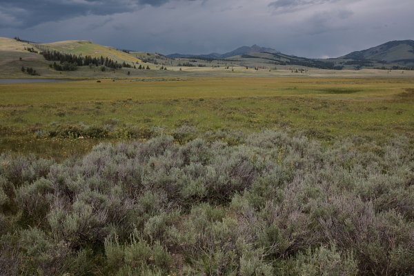 Swan Lake Flats
