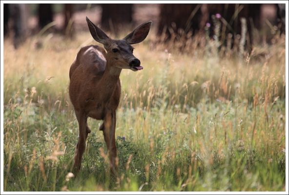 Bääh!
Ungezogenes Deer am Grand Canyon North Rim
