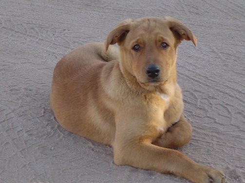 Freundlicher Wachhund

