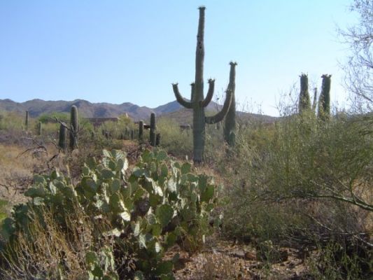 Saguaros
