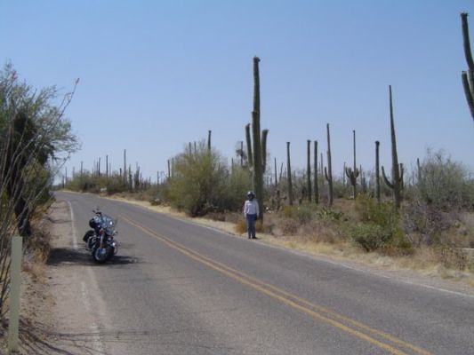 Saguaro Loop

