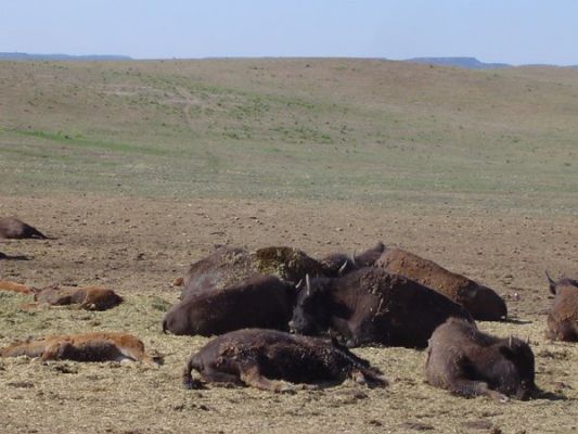 Babybisons
