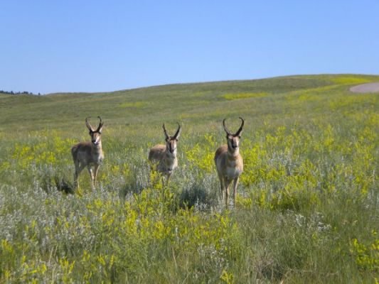 Rehe im Custer SP
