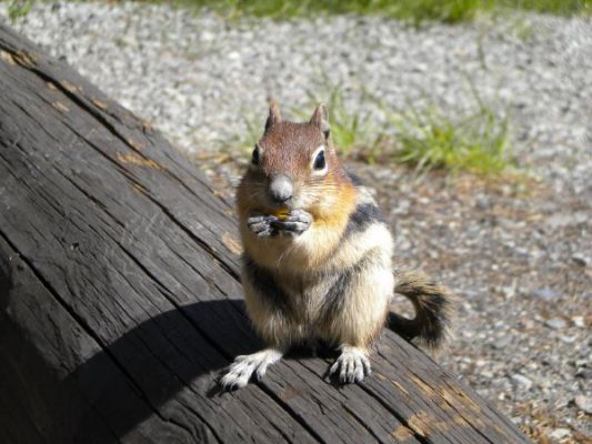 Streifenhörnchen
