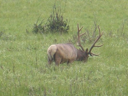 mächtiger Hirsch
