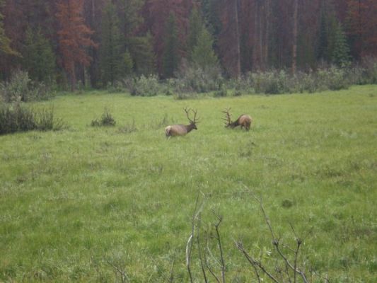 zwei Hirsche am Eingang des RM NP
