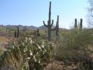 Saguaros