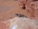 DSC01738.jpg