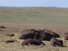 Babybisons