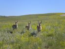 Rehe im Custer SP