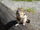 Streifenhörnchen