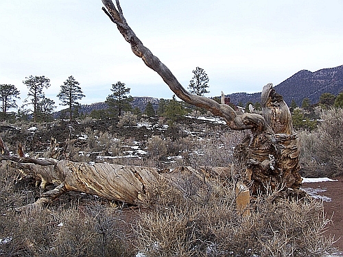 Sunset Crater Volcano NM
