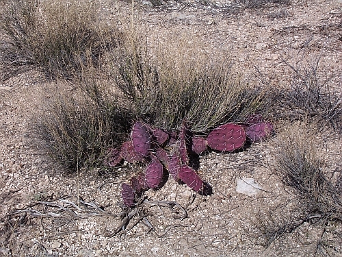 Montezuma Well
