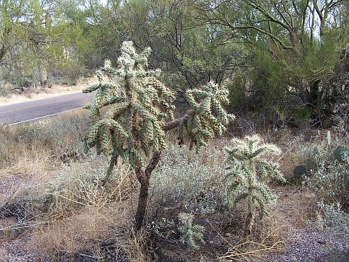 100_3963.jpg