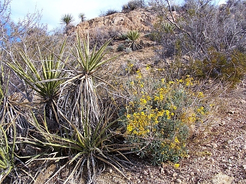 Cottonwood Spring Oasis
