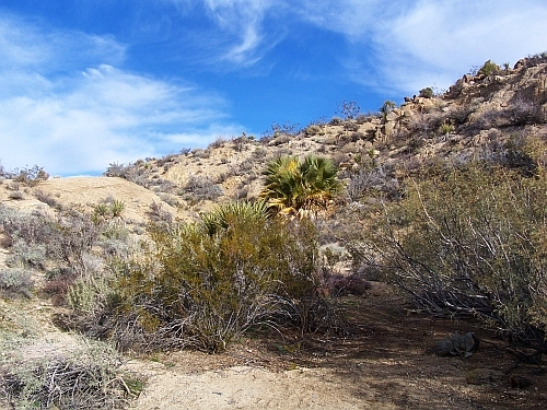 Cottonwood Spring Oasis
