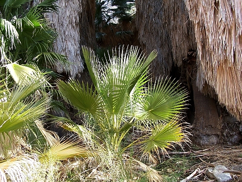 Cottonwood Spring Oasis
