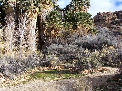 Cottonwood Spring Oasis
