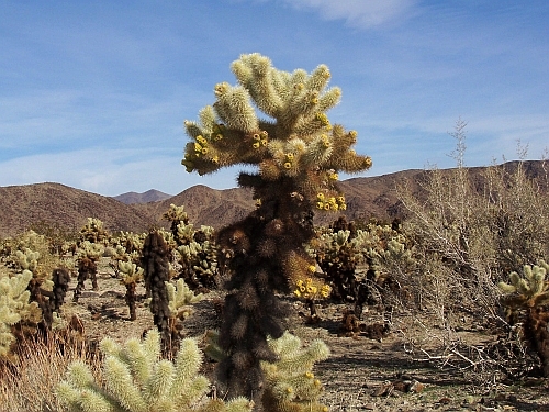 Cholla Garden
