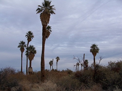 Oasis of Mara
