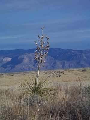 100_3009.jpg