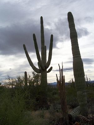100_3929.jpg