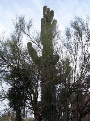 100_4095.jpg