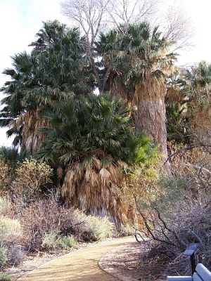 Cottonwood Spring Oasis
