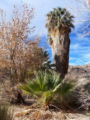 Cottonwood Spring Oasis
