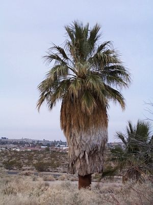 Oasis of Mara
