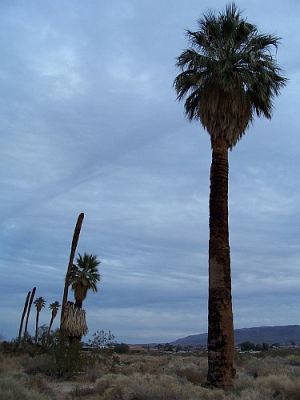 Oasis of Mara
