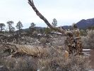 Sunset Crater Volcano NM