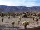 Cholla Garden