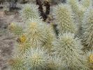 Cholla Garden