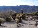 Cholla Garden