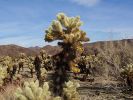 Cholla Garden