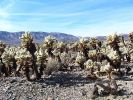 Cholla Garden