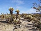 Cholla Garden