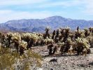 Cholla Garden