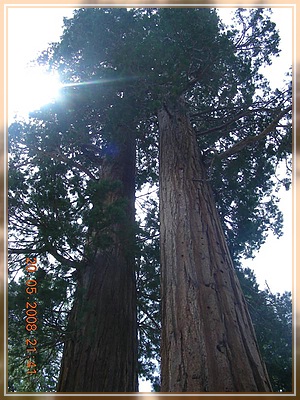 noch ´n Sequoia
